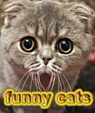 Смешные кошки кат cat